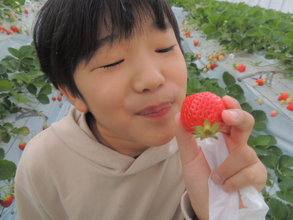 2.いちご狩り食べ放題30分スタート