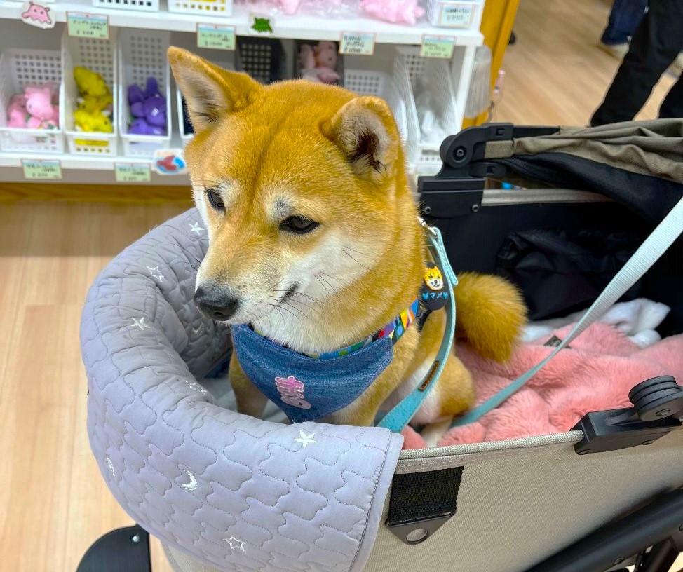 マスコット犬のマメちゃん