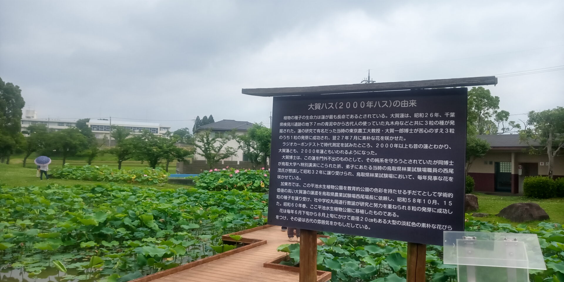 丁寧に紹介された大賀蓮の由来